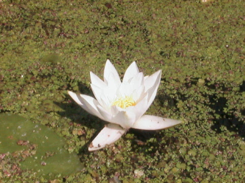 Seerose in der Trebel