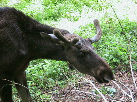 Rado - der Elch in Gro Raden