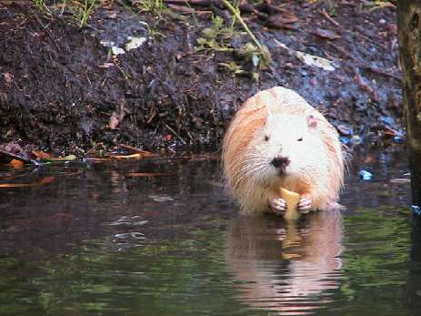 ein Nutria-Albino im E-Kanal