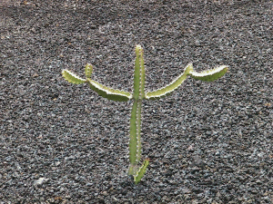 Kaktus auf Lanzarote